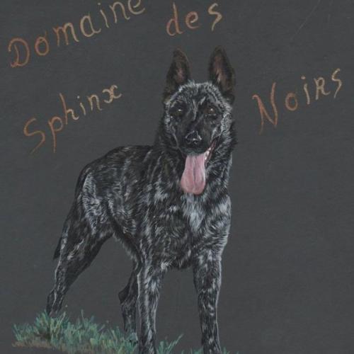 Eleveur : Domaine des Sphinx Noirs