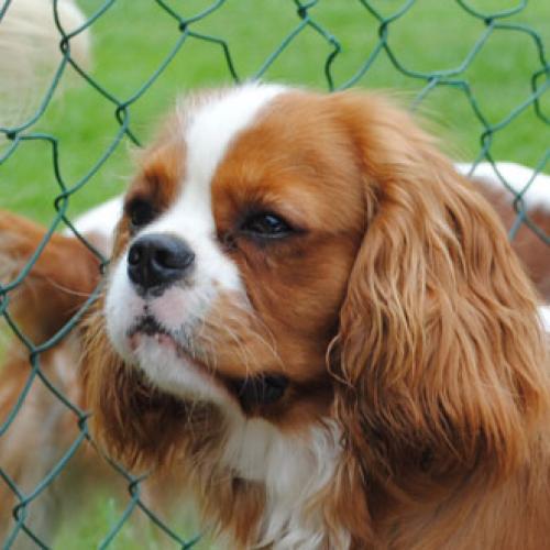 Eleveur : elevage de cavaliers et king charles