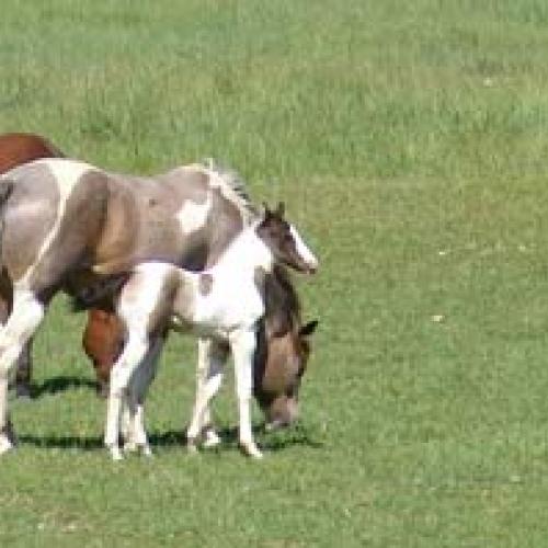 Eleveur : Ferme de La Magdelaine
