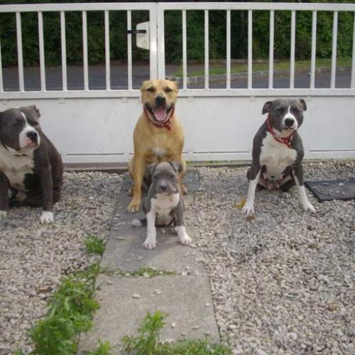 De Killianamstaff's History elevage American Staff