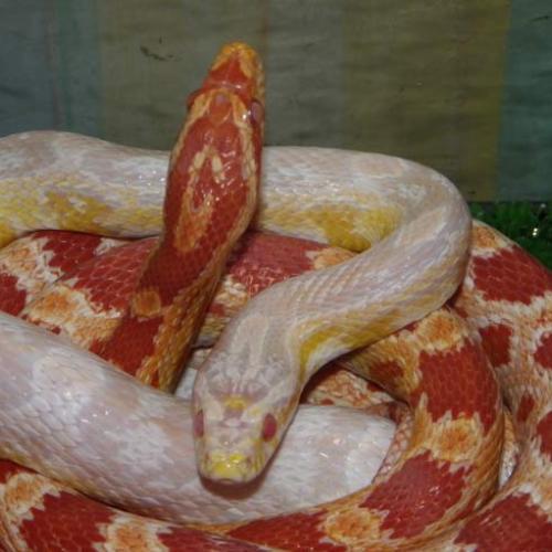 Elevage : Elaphe guttata guttata Python Regius