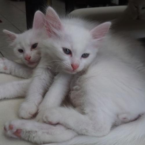 Élevage : angora turc (angora)