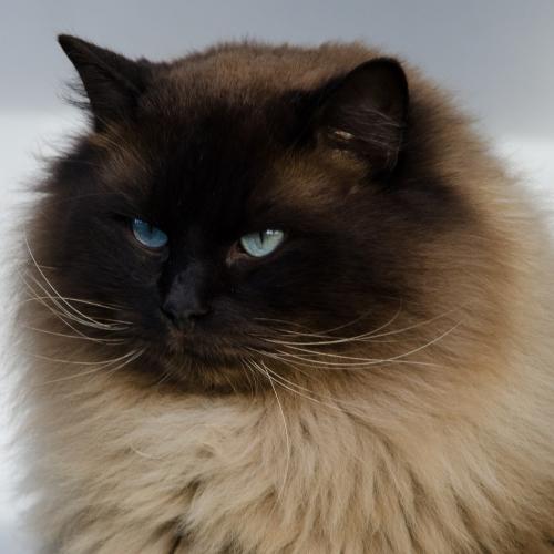 Eleveur : Chatterie des Cosmopolitains