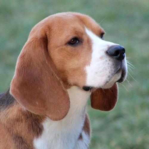 Elevage des Chasseurs du Temps