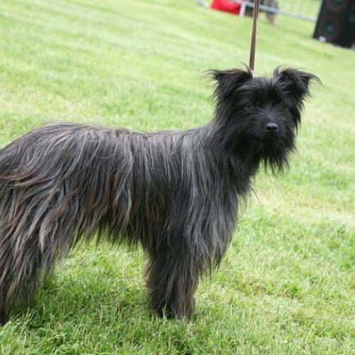 Élevage : berger des pyrenees poil long