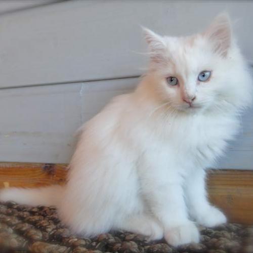 Eleveur : chatterie des gousses de vanille