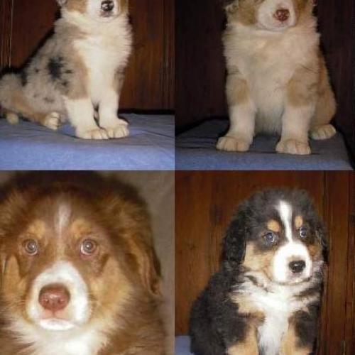 Eleveur : GOLDEN LADY