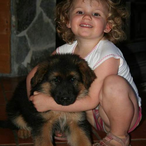 Élevage : berger allemand