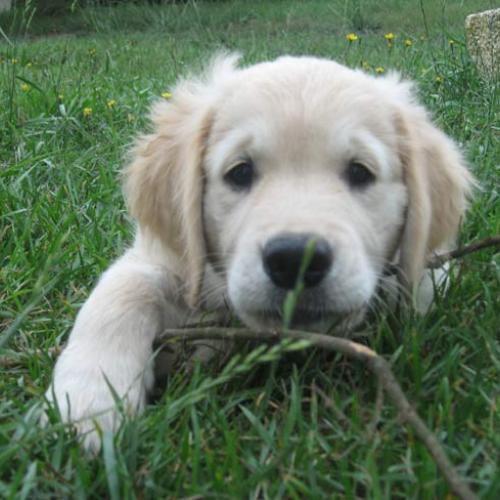 Eleveur : DES ALTEN DE LA BURGERIE