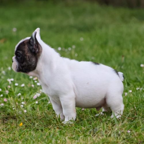 Elevage du moulin des dieux