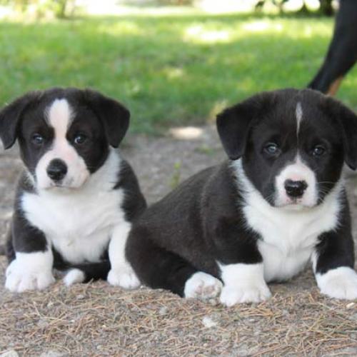 Élevage : welsh corgi cardigan