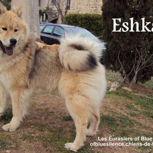 Élevage : eurasier