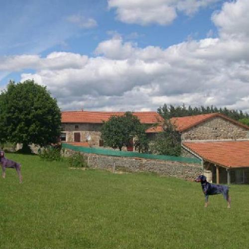 Élevage : Dobermann    