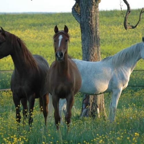 Élevage : pur-sang arabe