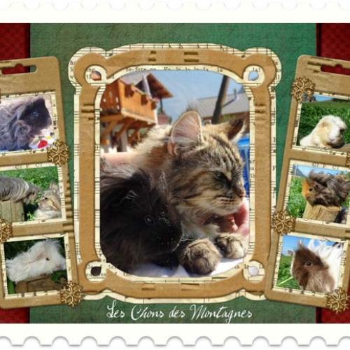 Élevage : cochon d inde