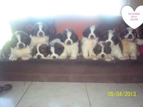 élevage du Charme de la Colline