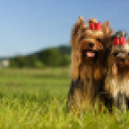 Élevage : yorkshire terrier