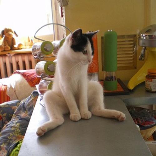 Élevage : bobtail japonais (japanese bobtail)