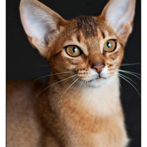 Elevage familial : Les Abyssins d'Ulunlaë