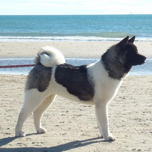 Eleveur : ELEVAGE DE LA VALLEE DE L'ORKHON