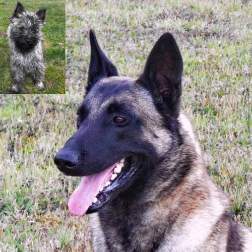 Eleveur : elevage des loups de saint benoit