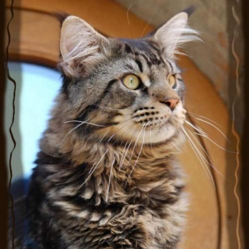 Élevage : maine coon