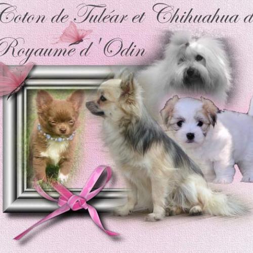 Eleveur : élevage du royaume d'odin