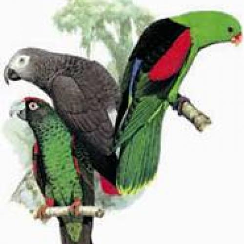 Particulier elevage : Gris du Gabon Inseparable de Fischer - Autre oiseau  
