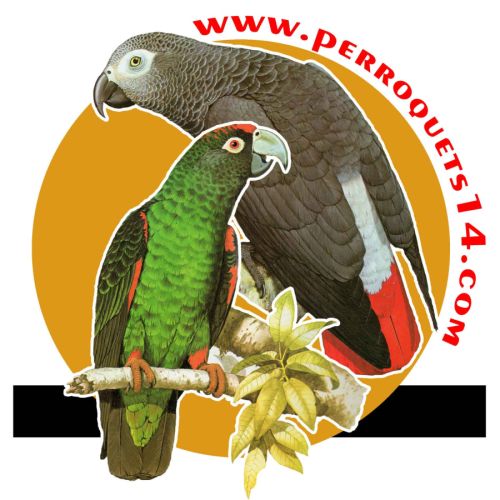 Élevage de perroquets