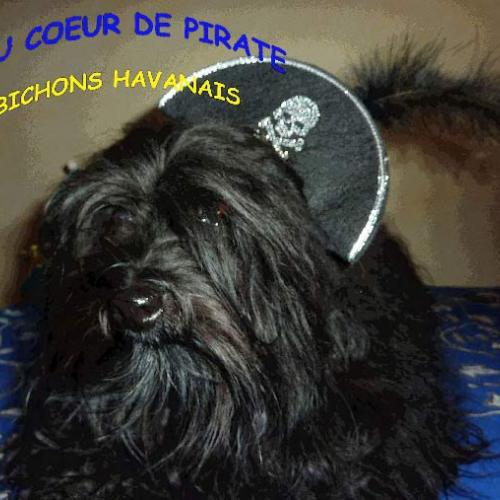 Élevage : bichon havanais
