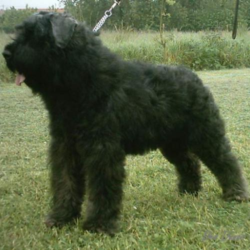 Élevage : bouvier des flandres