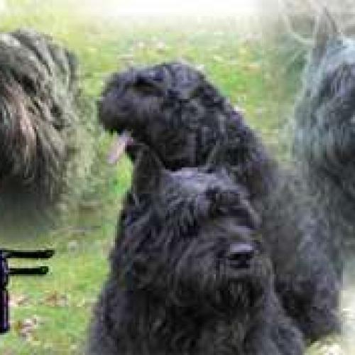 Association : infos bouviers des flandres