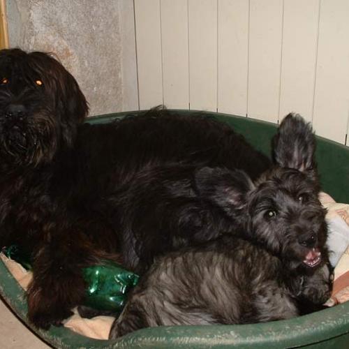 Eleveur : Les pat o cou du diamant noir