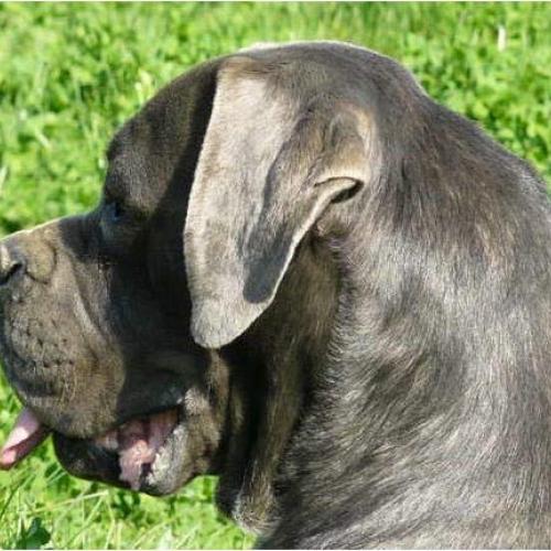 Élevage : cane corso (chien de cour italien)