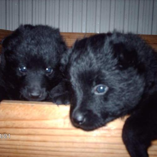 Élevage : schipperke berger belge