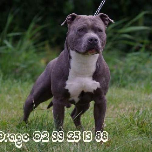 Elevage professionnel amstaff et staffie