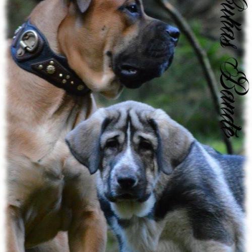 Elevage Matin Espagnol & Dogue De Majorque