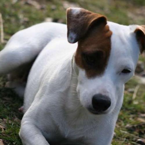 Elevage de Jack Russel Terrier inscrit au LOF
