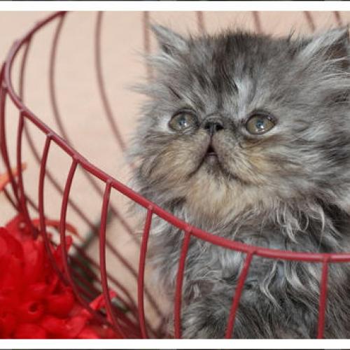 Eleveur : chatterie de lorans d andrea