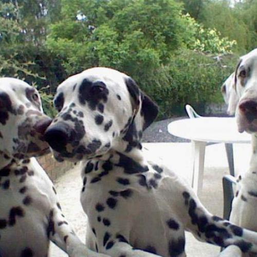 Élevage : dalmatien