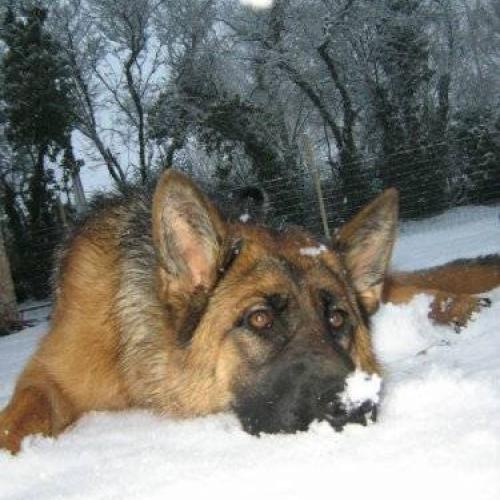 Eleveur : ELEVAGE DES SENTINELLES D'ERIADOR