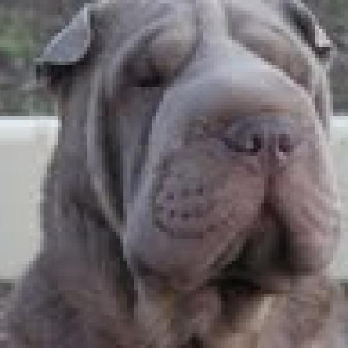 Élevage : shar pei