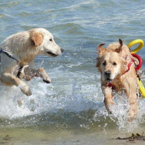 Eleveur : De la Vallée des Brumes du Scorff