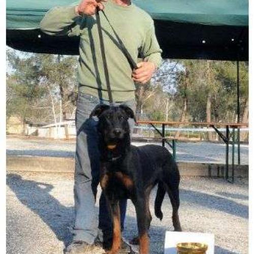 Association : CLUB CANIN DU CANTON DE MONTENDRE