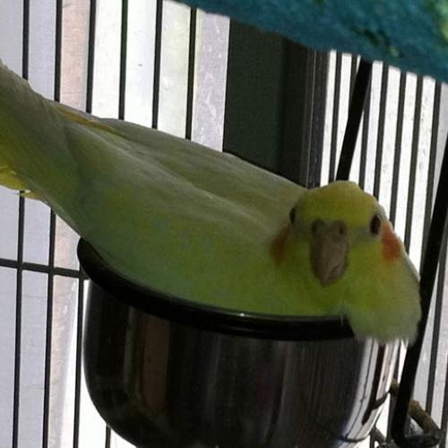 Calopsitte Inseparable Personatas Caille de Chine