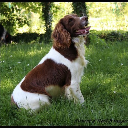 Eleveur : Elevage Du Domaine Charlesien