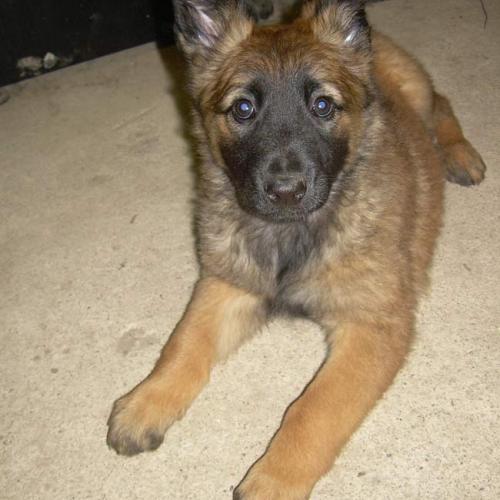 Eleveur : Gardiens de chansaye
