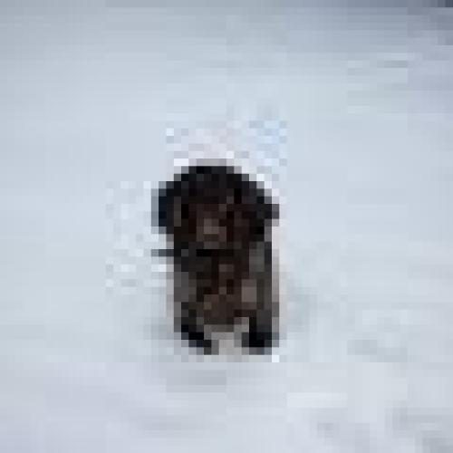 Eleveur : gaelle merci