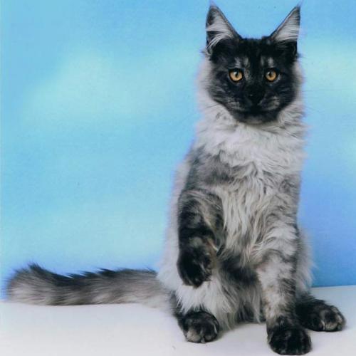 Élevage : maine coon