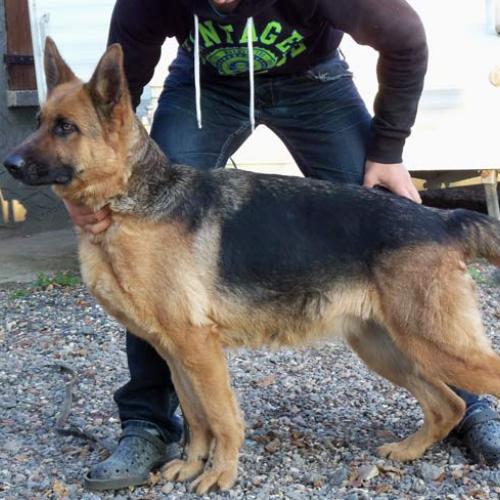 Élevage : berger allemand